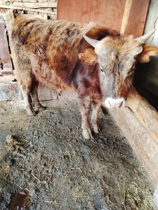 Бұқа сатамын,келісім бар