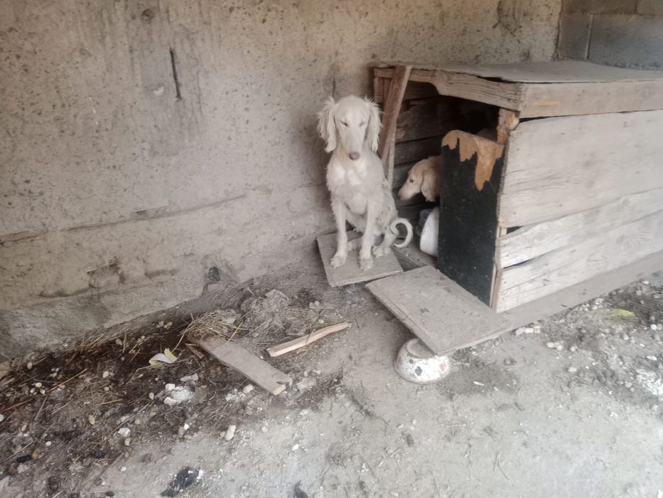 Чистокровные тазы