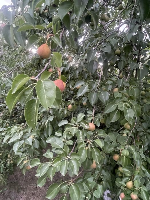 Продам дачи на Солнечной долине