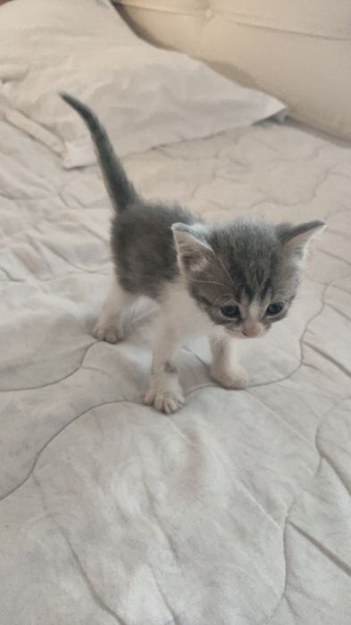 Кошка шотландии вислоухая