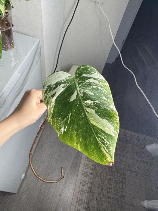 Монстера альба черенки