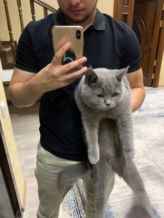 Вязка, кот Бакс страйт.