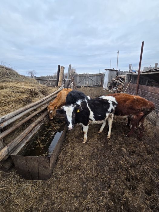 Продам прошлогодних телят