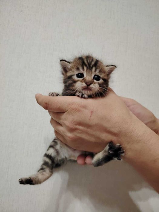 Отдам котят в добрые руки