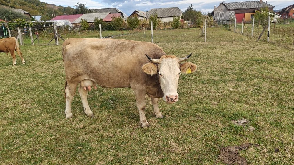 Vând vaca bruna de maramures