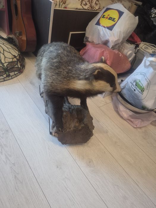 vând  diverse  piese de colecție taxidermie