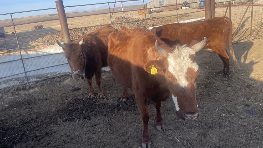 Буаз сиырлар сатылады