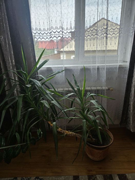 Домашние цветы разные