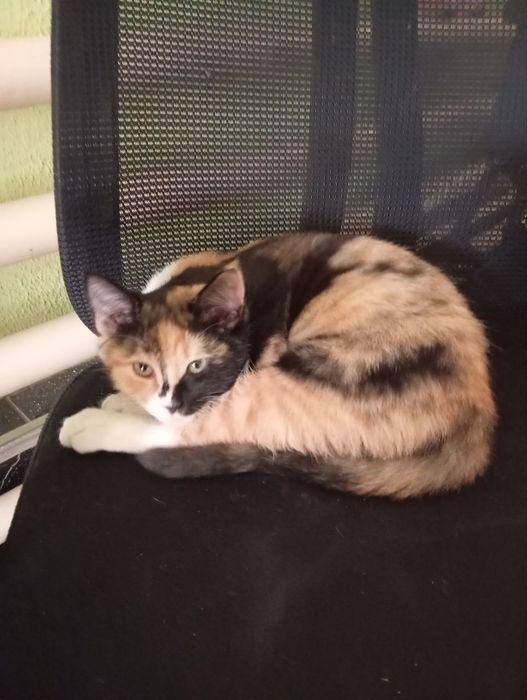 Отдадим в хорошие руки котят