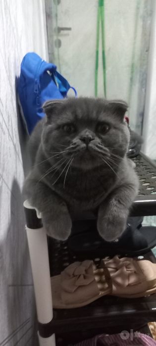 мушук зотли скотш