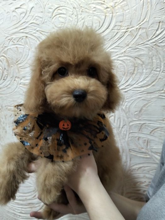Продам той пуделя