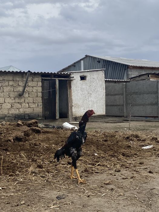 Дакан июньский шөже қораз сатылады
