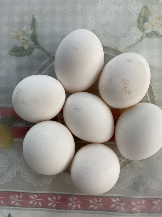 Продам кур несушек