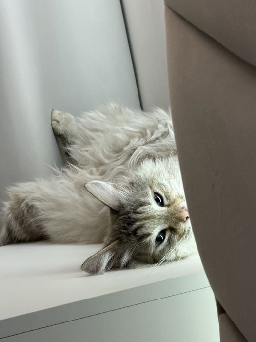 Отдам кошку в добрые руки