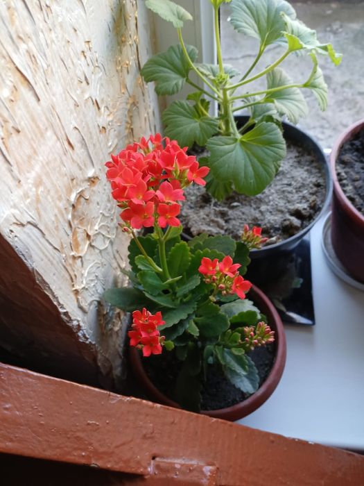 Срочно продам цветы