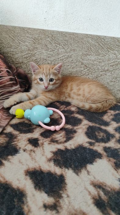 Отдам котика ему пол года
