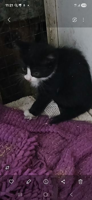 Котята  мальчики  2 мес