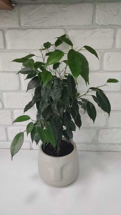 Фикус Бенджамина