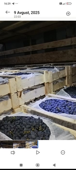 Kishmish kóchat 100% ishinchli SÓQOQ da