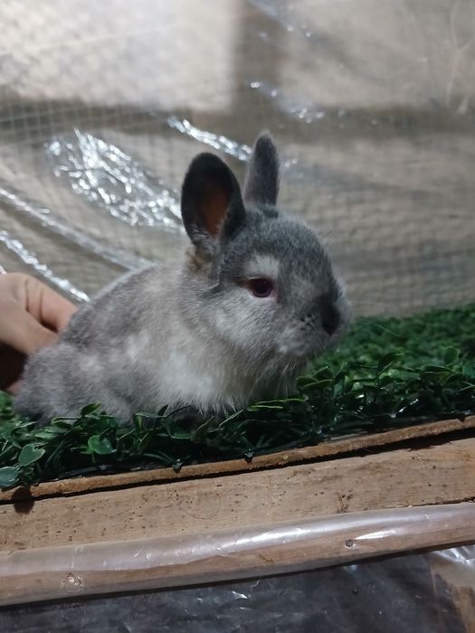 Kaliforniya quyon Sotiladi !