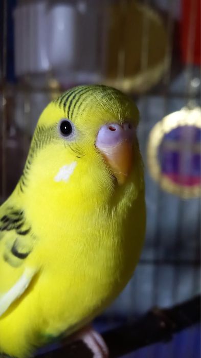 продам попугая  за 6500