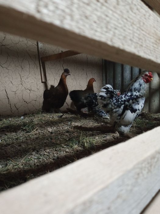 Таза канды тауыктар