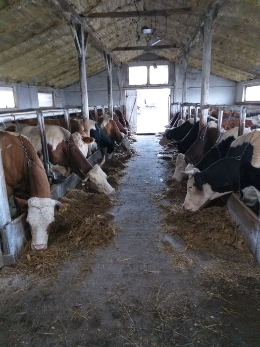 Vând vaci de lapte înscrise in  COP