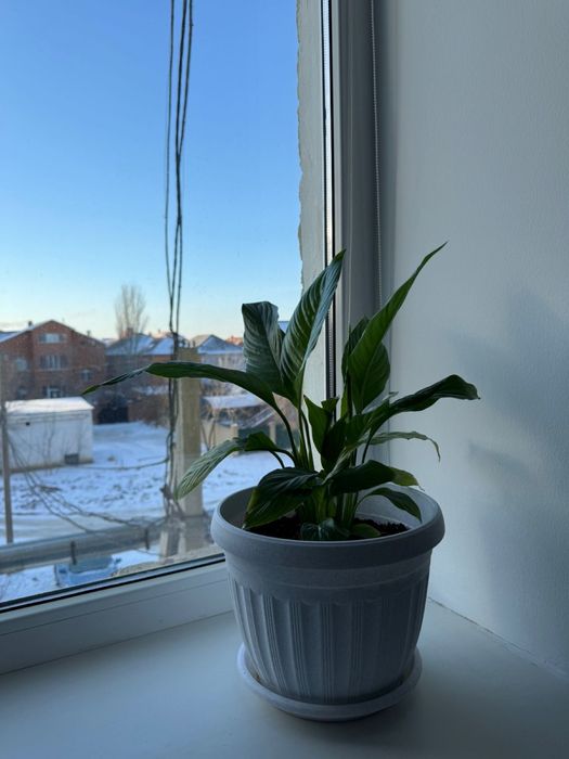 Женское счастье