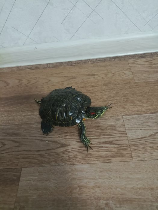 Черепашка ниндзя