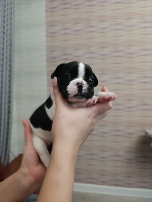 Щенки французский бульдог