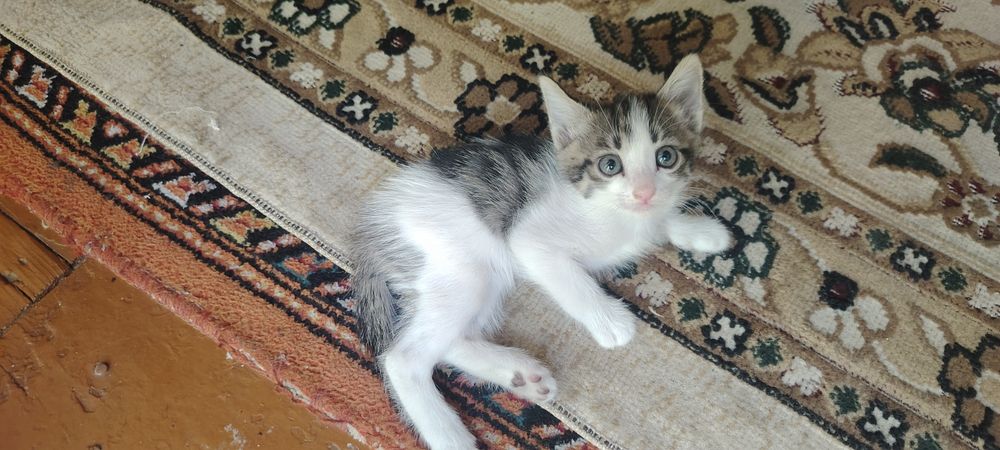 Mushuk bolalari Sog'lom