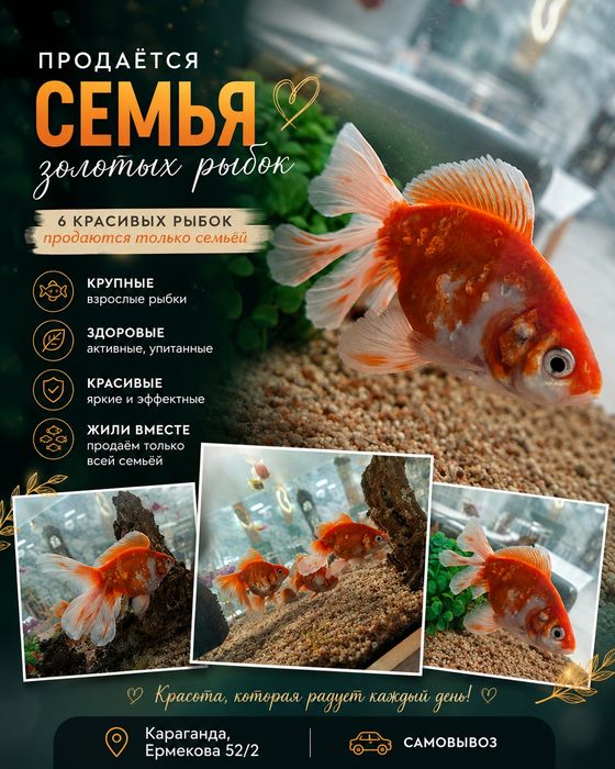 Продам сразу всех 6 золотых красивых рыбок