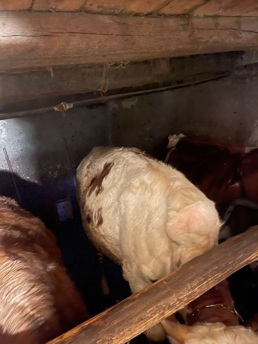 vand juninca montata …….