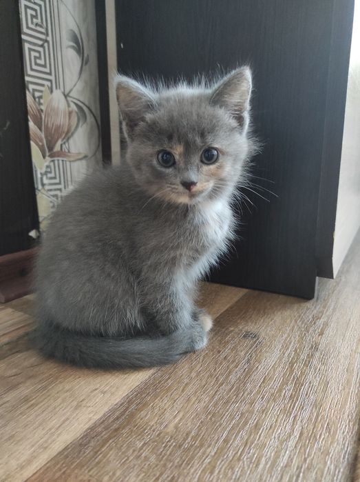 Котенок девочка отдам