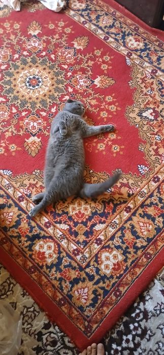 Сотилади, ургатилган жудаям эсли.