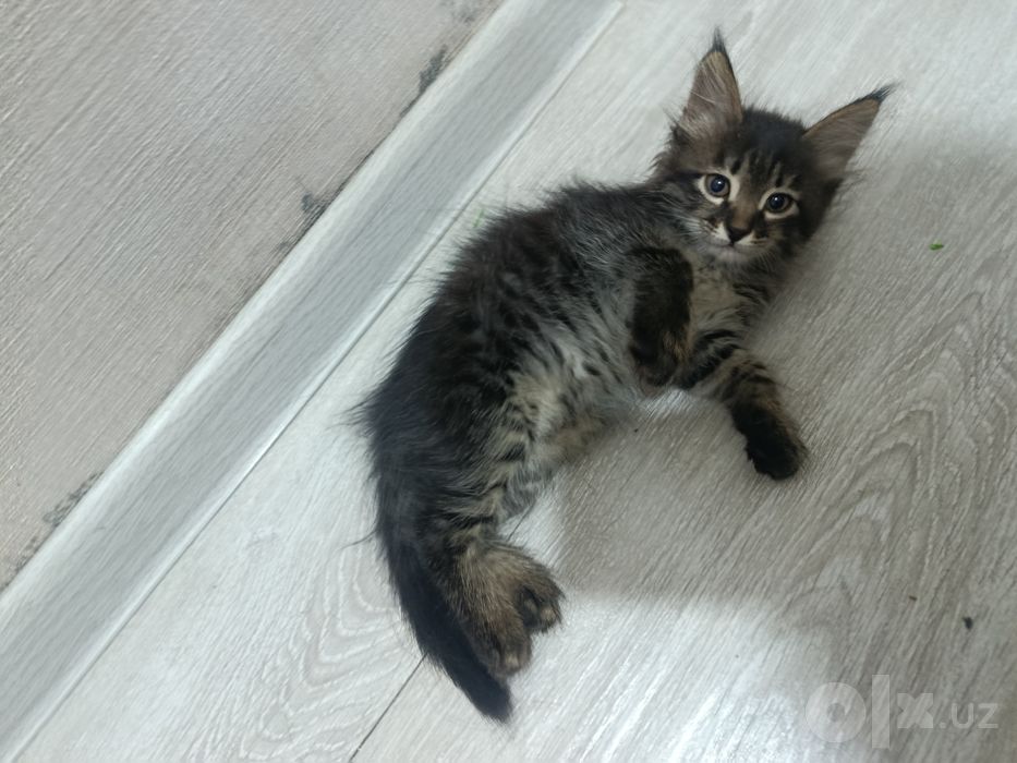 СРОЧНО Пристраивается кошечка