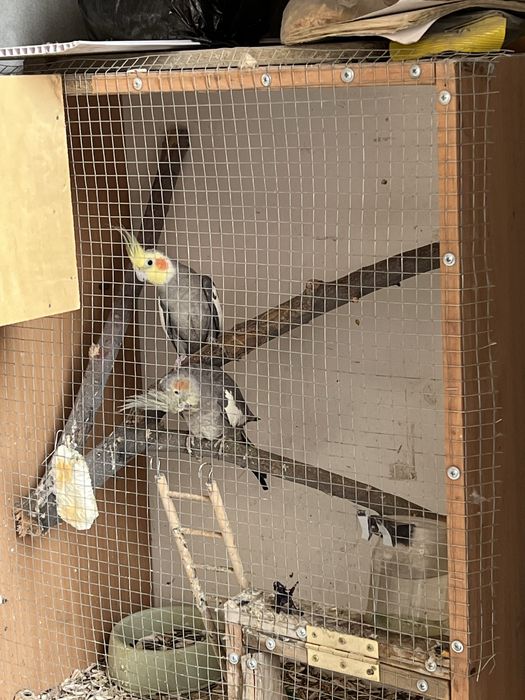 Чиройли Корелла попугай