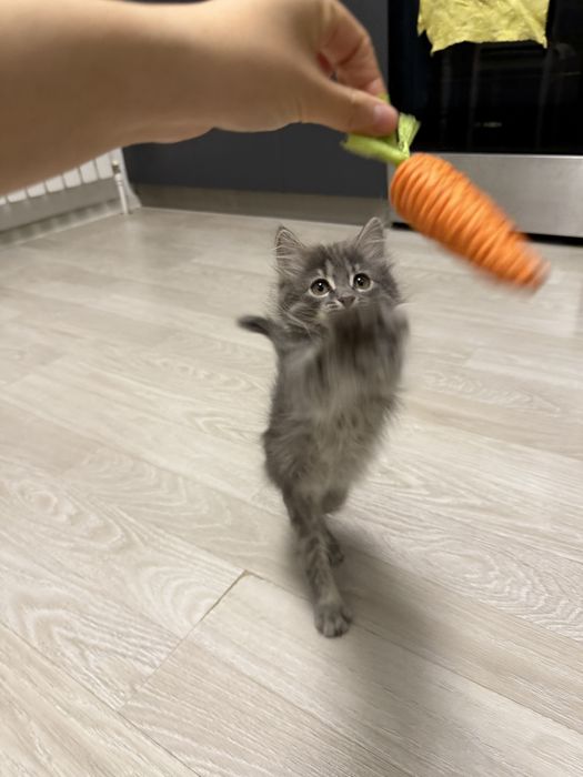 Отдаем котенка, девочка