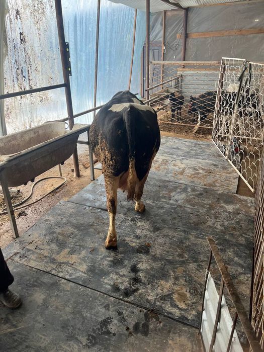 Rezina toʼshama mol uchun