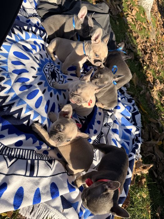 Чистокръвни Френски Булдочета