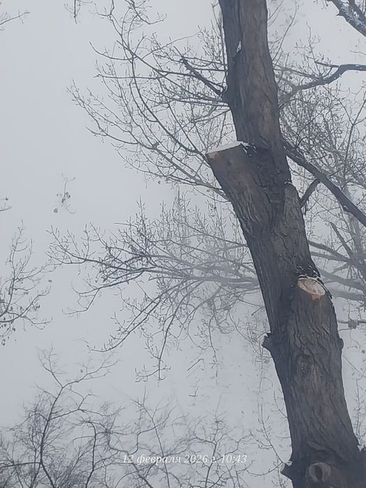 Агаш кесемиз спил деревьев
