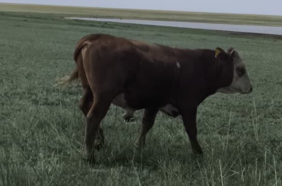 Бұқа1,6 жасар, семіз.