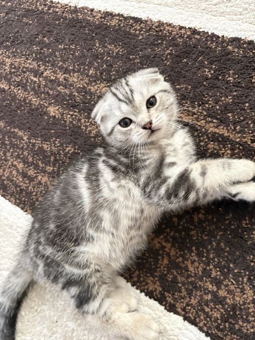 Котята скотишь фолд