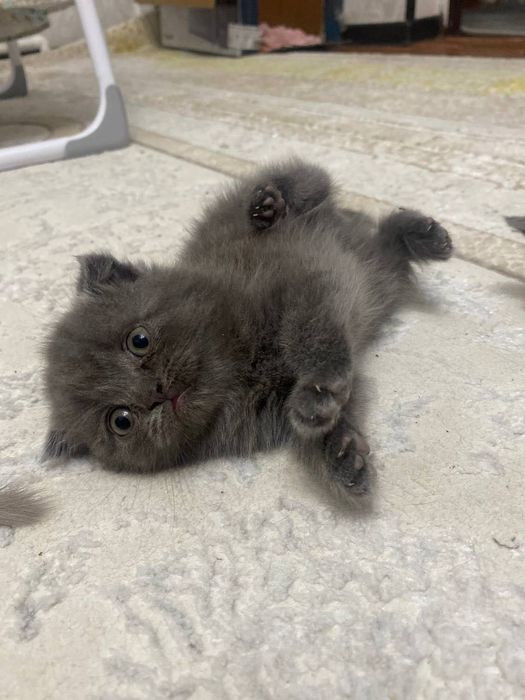 Paroda scotish fold strath