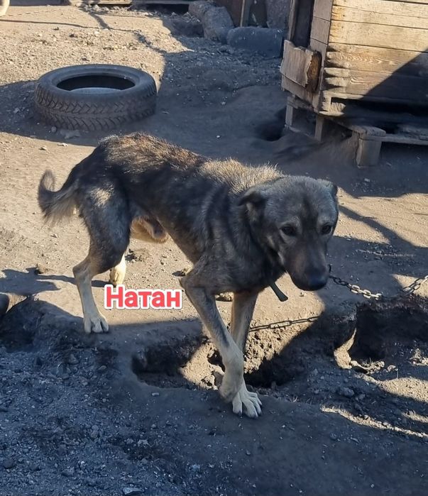 Дарю в добрые и ответственные руки