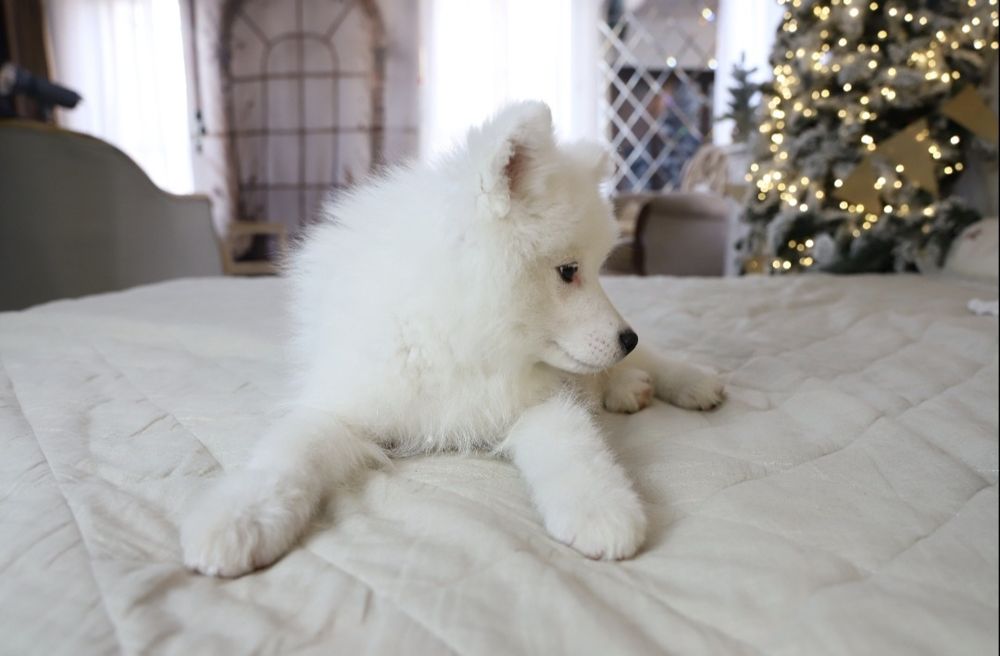 Мальчик самоедская собака