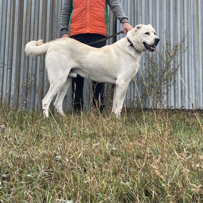 Собаки ,щенки ,акбаш ,турецкий алабай