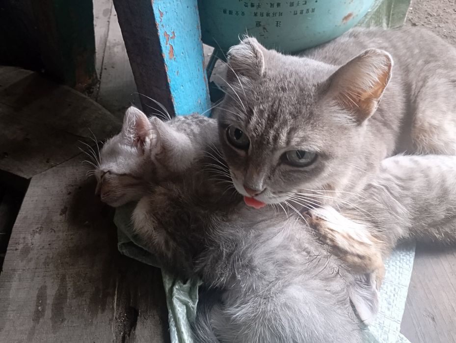 Отдам котят в хорошие руки,