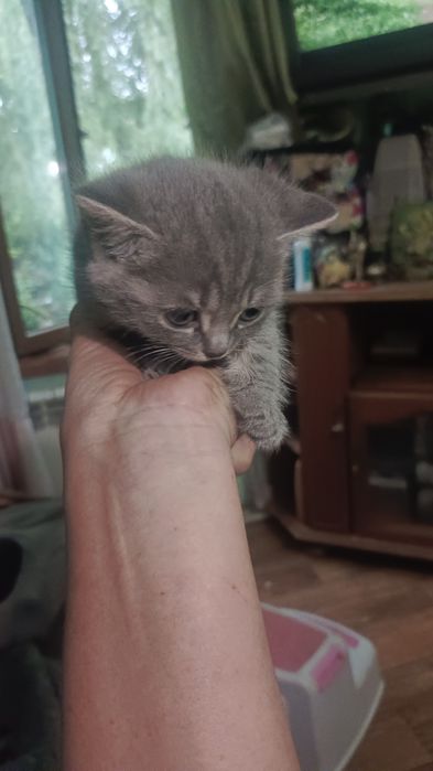 Очаровательные малыши скоттиш-фолд