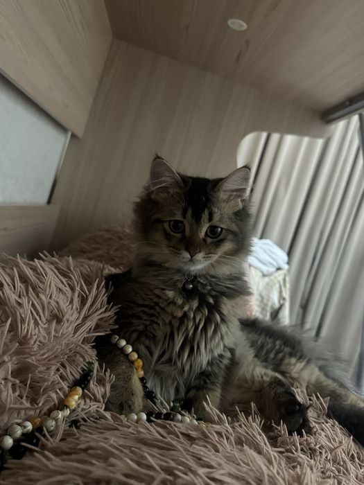 Отдам даром .